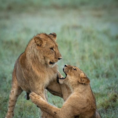 2 Lioness in the Serengeti