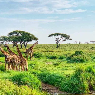 ArushaNationalParkDayTrip