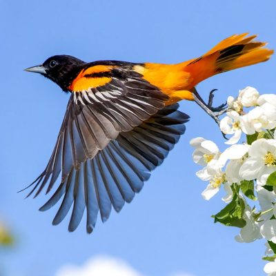 Baltimore-Oriole-Al-Caughey
