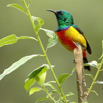 Birding-trips-in-Bwindi-impenetrable-National-Park