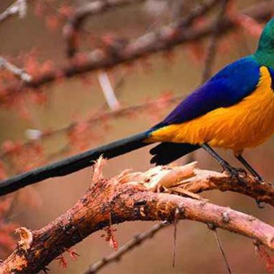 Birds-in-Kigali