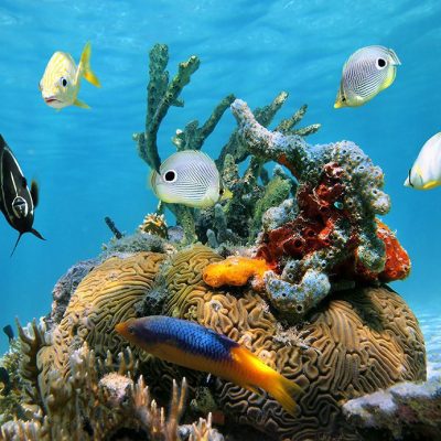 Caribbean-sea-life