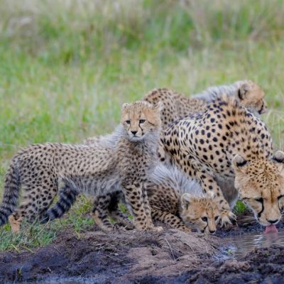 Cheetahs in Masai Mara 6