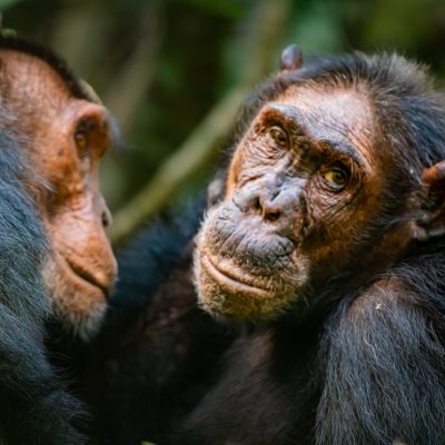 Chimpanzee Trekking in Kibale 1