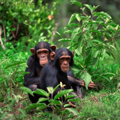 Chimpanzee Trekking in Kibale