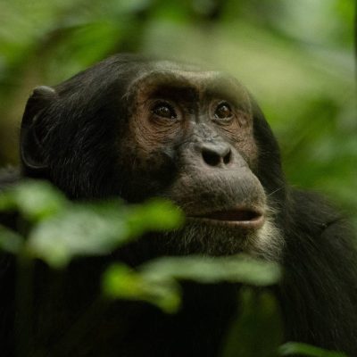Chimpanzee in Kibale Forest