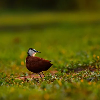 Dabchick Bird