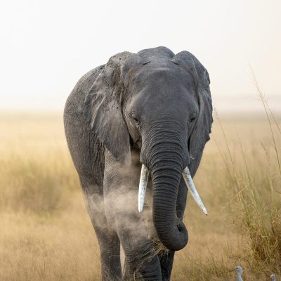 Elephant in Amboseli (2)