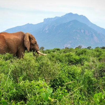 Elephant-in-Tsavo