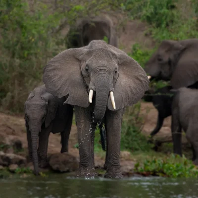 Elephants 1