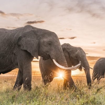 Elephants.jpeg