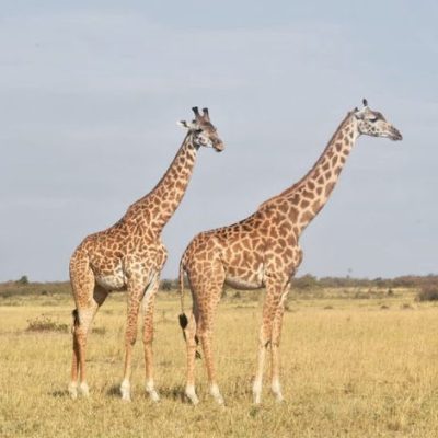 Giraffes in Masai Mara 3