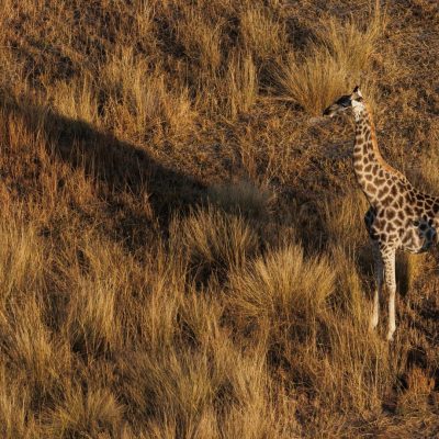 Giraffes in the Masai Mara