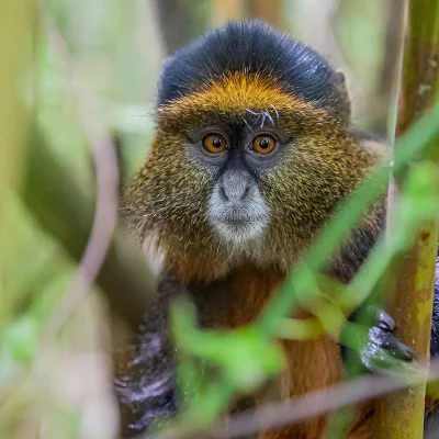 Golden Moneys in Uganda