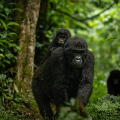 Gorillas in Mgahinga