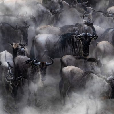 Great Wildebeest Migration