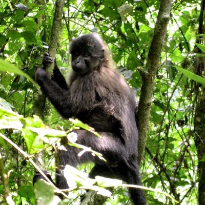 Grey cheeked mangabey
