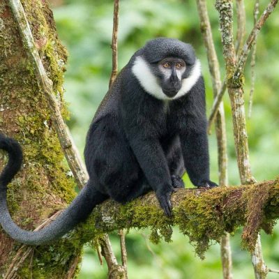 L'Hoest's Monkeys in Bwindi Uganda 1