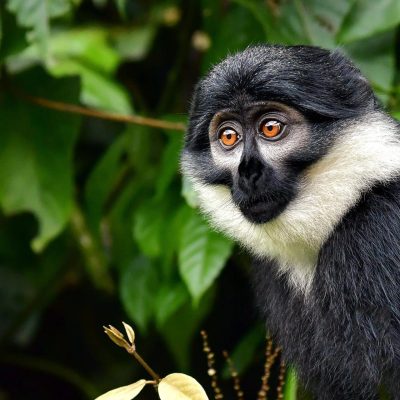 L'Hoest's Monkeys in Bwindi Uganda