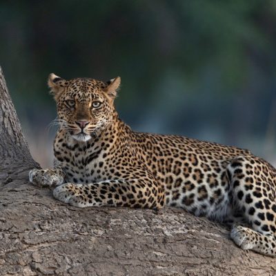 Leopard in Queen Elizabeth National Park