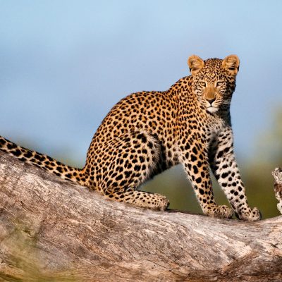 Leopard-in-Samburu.jpg