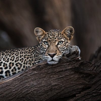 Leopard in the Masai Mara, Serengeti, Kenya Tanzania