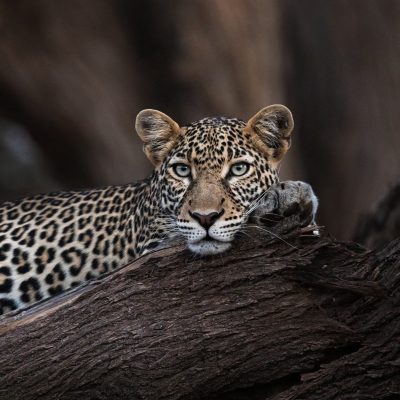 Leopard in the Masai Mara, Serengeti, Kenya Tanzania