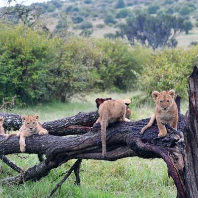 Lion cubs in sibiloi