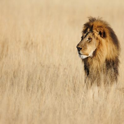 Lion in The Masai mara