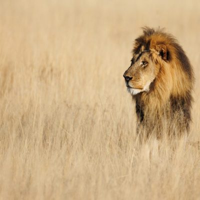 Lion in The Masai mara