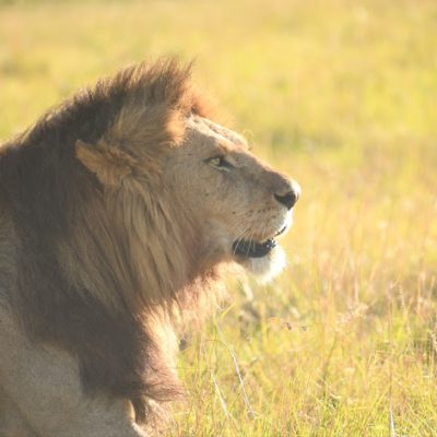 Lion in masai mara 13