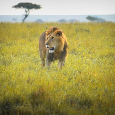 Lion in sibiloi 6