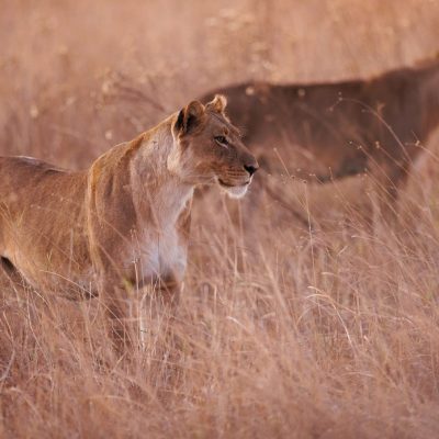 Lioness ready for a hunt in Kenya