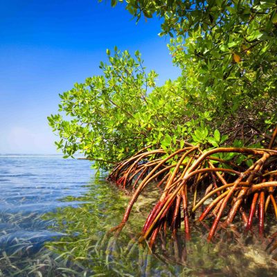 Mangrove-forest-and-shallow-waters.