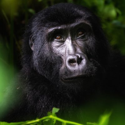 Mountain Gorilla in Bwindi, Mgahinga, Uganda 1