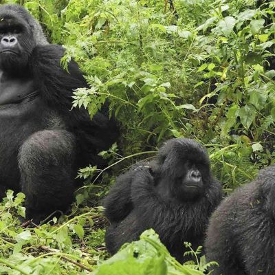 Mountain Gorillas in Uganda