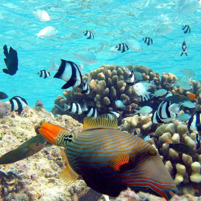 Orange-lined_Triggerfish3