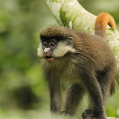 Red-Tailed-Monkey-in-Uganda-
