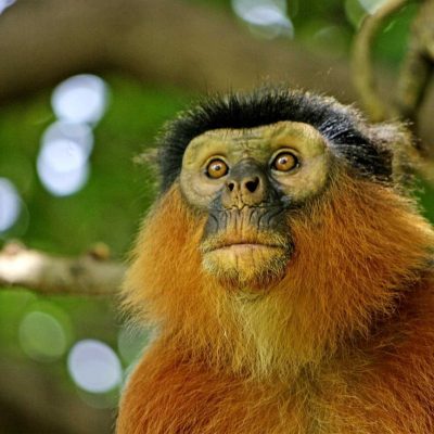 Red_Colobus_monkey