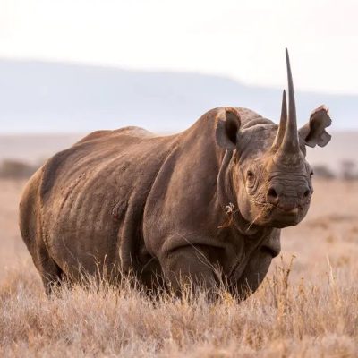 Rhino-East-Africa-safari