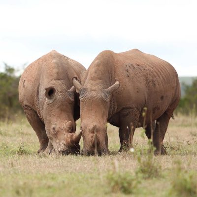 [Rhino-in-amboseli]