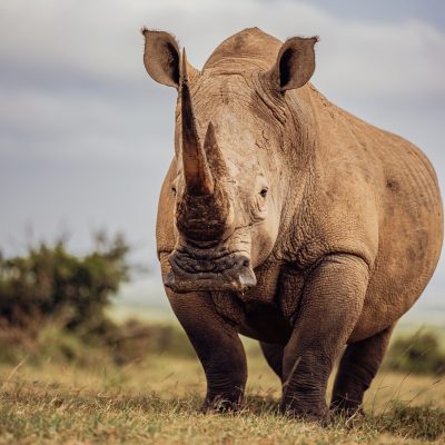 [Rhino-in-masai-mara]