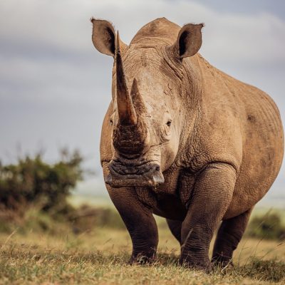 [Rhino-in-masai-mara]
