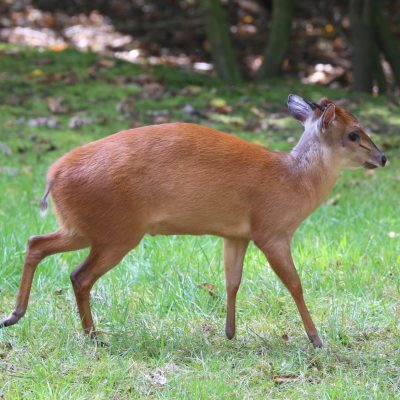 Rotducker_Cephalophus_natalensis_Tiergarten-Nuernberg-