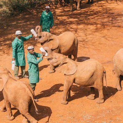 Sheldrick Wildlife Trust Elephant Orphanage