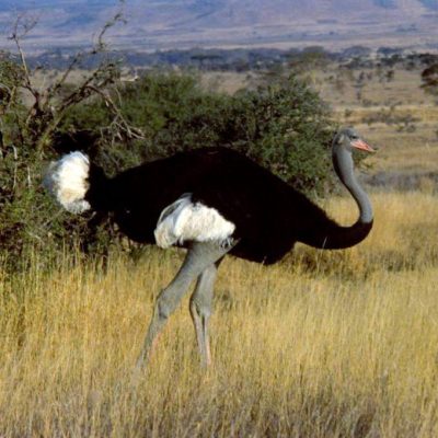 Somali_ostrich