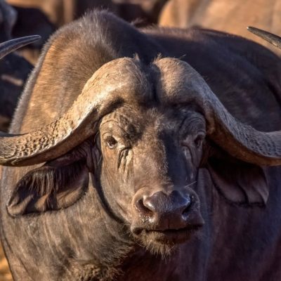 Tsavo-West-National-Park-buffalo-