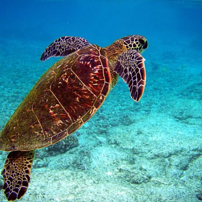 Turtles