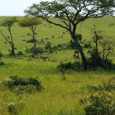 UGANDA SAVANNAH