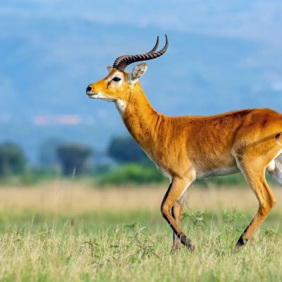 Ugandan-Kob-antelope-africa-uganda